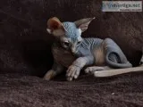 Ghybb talented sphynx kitts available