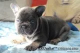 French bulldog puppies available