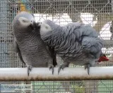 X-mass pair of african grey ready
