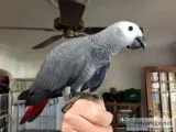 African grey parrots for sale 