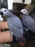 Talking grey birds still avaliable