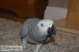 Beautifull african grey birds