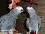 Beautiful and lovely male and female con