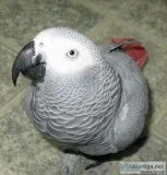  pair of talking african grey parrots