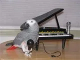 African grey parrot - $600