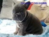 French bulldog puppies dfdfd
