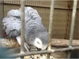 Beautiful friendly parrot ready to go no