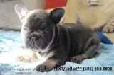French bulldog pups (469) x 630 x 2354