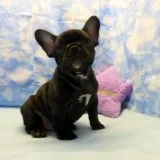  ♡♡♡ ;♡♡stunn ing french bulldog pu
