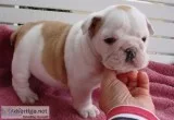  top class english bulldog puppies avail