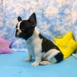  seven stunning french bulldog puppies s