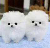  ♥lovely pomeranian puppies for rehoming