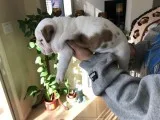 English bulldog pups waiting for you 