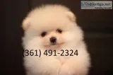 Pom pups
