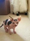 Tpedigree sphynx kittens tica registered