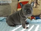 New price ready now french bulldogs