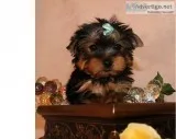 Male and female yorkie puppies