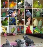 Parrots and exotic parrots for sale