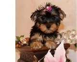 Xmas cute yorkie puppies