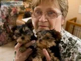 Xmas tea-cup size yorkie puppies 