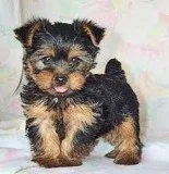 Gorgeous yorkie pup available