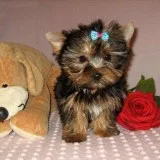 Xmas registered yorkshire puppies