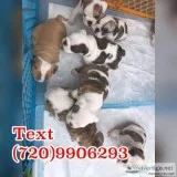 Gregarious english bulldog pups 50% off
