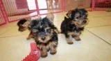 Cute and charming yorkie puppies