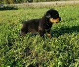Wise male and female rottweiler puppies