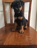 Wonderful male and female rottweiler pup
