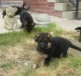 Super adorable german shepherd puppies