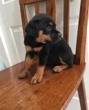 Witty male and female rottweiler puppies