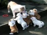 English bull dog puppies 