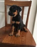 Worthy male and female rottweiler puppie
