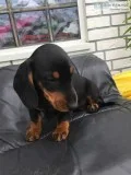 Our beautiful dachshund puppies