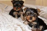 Akc registered pure yorkie puppies
