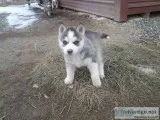 Siberian husky need a loving home
