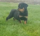 Vigorousmale and female rottweiler puppi