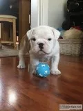 English bulldog pups ready now~text at