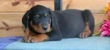 Valuablemale and female rottweiler puppi