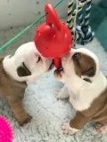 English bulldgs available