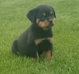 Well manneredmale and female rottweiler 