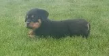Vigilantmale and female rottweiler puppi