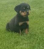 Wholesome male and female rottweiler pup