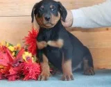 Valiantmale and female rottweiler puppie