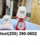 Excellent pomeranian puppies available