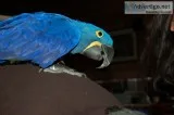 Handfed hyacinth macaw parrot 