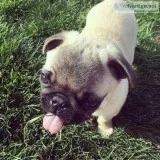 Pug puppies for sale