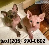 Cnbueh sphynx kittens for lovely homes