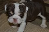 English bulldog puppies available